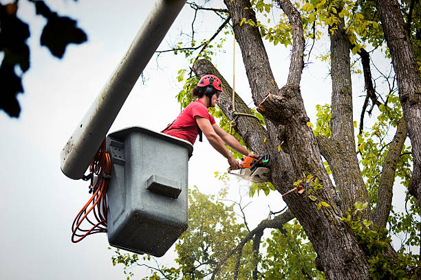 Best Tree Pruning Services  in Crescent City, CA